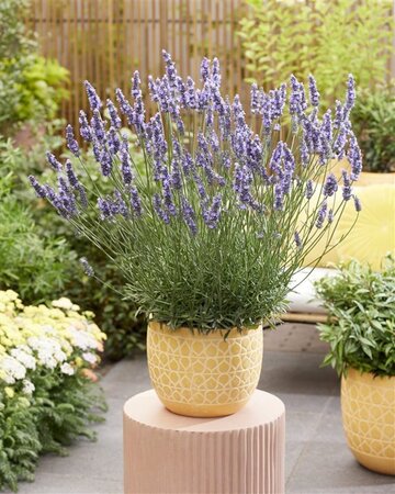 Lavandula int. Sensational! geen maat specificatie 0,55L/P9cm - afbeelding 2