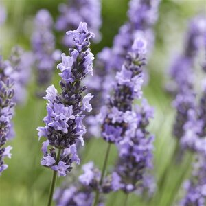 Lavandula int. Sensational! geen maat specificatie 0,55L/P9cm - afbeelding 3