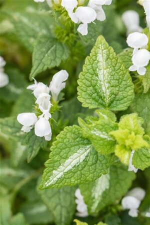 Lamium mac. 'Album' geen maat specificatie 0,55L/P9cm - afbeelding 1