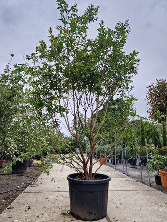 Lagerstroemia 'Natchez' WIT 250-300 cm container meerstammig - afbeelding 1