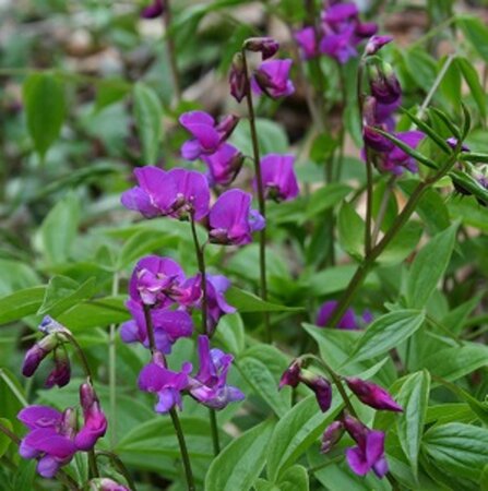 Lathyrus vernus geen maat specificatie 0,55L/P9cm - afbeelding 1