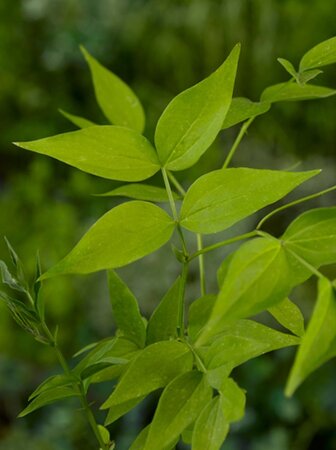 Lathyrus vernus geen maat specificatie 0,55L/P9cm - afbeelding 2