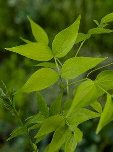 Lathyrus vernus geen maat specificatie 0,55L/P9cm - afbeelding 2