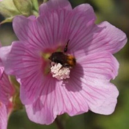 Lavatera 'Rosea' geen maat specificatie 0,55L/P9cm - afbeelding 1