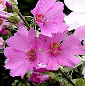 Lavatera 'Rosea' geen maat specificatie 0,55L/P9cm - afbeelding 2