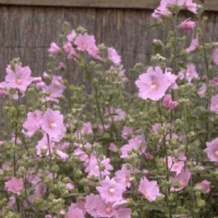 Lavatera 'Rosea' geen maat specificatie 0,55L/P9cm - afbeelding 3