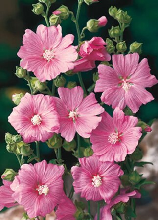 Lavatera 'Rosea' geen maat specificatie 0,55L/P9cm - afbeelding 4