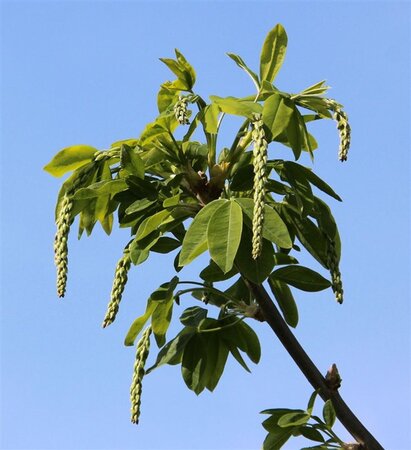 Laburnum wat. 'Vossii' 100-125 cm wortelgoed 5-8 tak struik - afbeelding 1