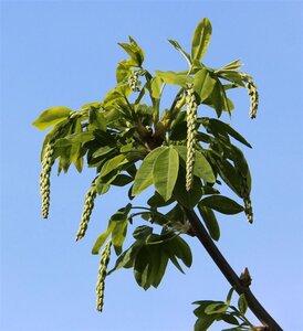 Laburnum wat. 'Vossii' 100-125 cm wortelgoed 5-8 tak struik - afbeelding 1