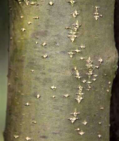 Laburnum wat. 'Vossii' 100-125 cm wortelgoed 5-8 tak struik - afbeelding 2