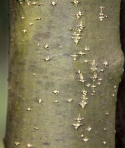 Laburnum wat. 'Vossii' 100-125 cm wortelgoed 5-8 tak struik - afbeelding 2