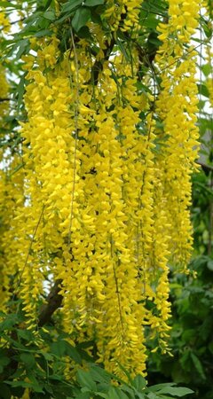 Laburnum wat. 'Vossii' 100-125 cm wortelgoed 5-8 tak struik - afbeelding 3