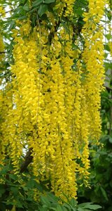Laburnum wat. 'Vossii' 100-125 cm wortelgoed 5-8 tak struik - afbeelding 3