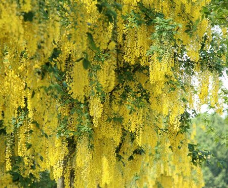 Laburnum wat. 'Vossii' 100-125 cm wortelgoed 5-8 tak struik - afbeelding 4
