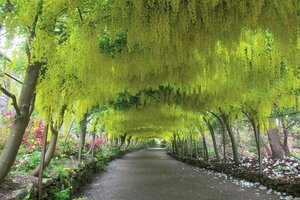Laburnum wat. 'Vossii' 100-125 cm wortelgoed 5-8 tak struik - afbeelding 5