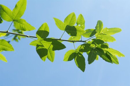 Laburnum wat. 'Vossii' 100-125 cm wortelgoed 5-8 tak struik - afbeelding 6