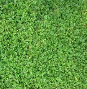 Leptinella dioica 'Minima' geen maat specificatie 0,55L/P9cm