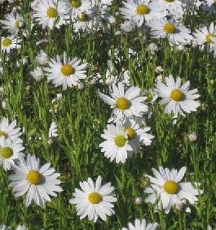 Leucanthemella serotina geen maat specificatie 0,55L/P9cm