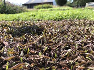 Leptinella squalida 'Platt's Black' geen maat specificatie 0,55L/P9cm
