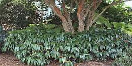 Leucothoe 'Zeblid' 25-30 cm cont. 3,0L - afbeelding 1