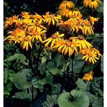 Ligularia d. 'Desdemona' geen maat specificatie 0,55L/P9cm - afbeelding 1