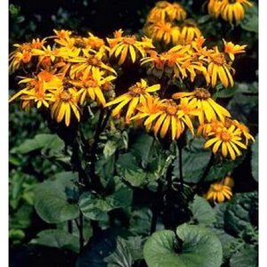 Ligularia d. 'Desdemona' geen maat specificatie 0,55L/P9cm