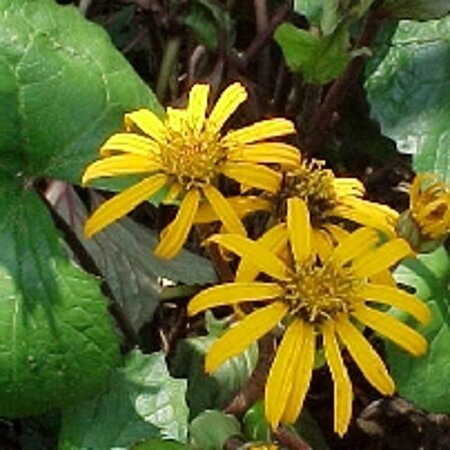 Ligularia d. 'Desdemona' geen maat specificatie 0,55L/P9cm - afbeelding 2