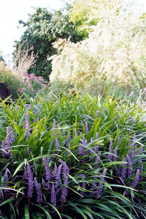 Liriope muscari 'Ingwersen' geen maat specificatie 0,55L/P9cm - afbeelding 5