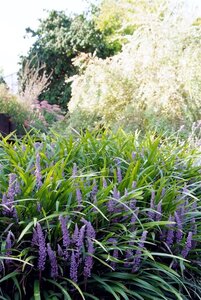 Liriope muscari 'Ingwersen' geen maat specificatie 0,55L/P9cm - afbeelding 5