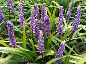 Liriope muscari 'Ingwersen' geen maat specificatie 0,55L/P9cm