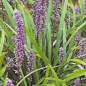 Liriope muscari 'Ingwersen' geen maat specificatie 0,55L/P9cm - afbeelding 2