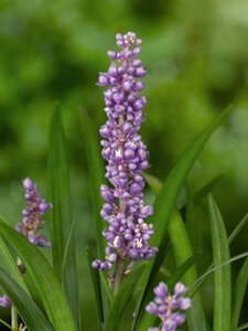Liriope muscari 'Ingwersen' geen maat specificatie 0,55L/P9cm - afbeelding 3