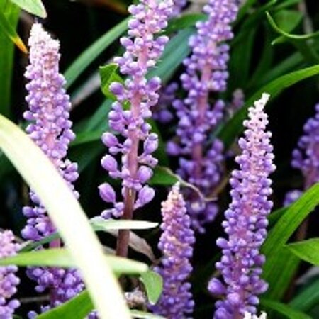 Liriope muscari 'Ingwersen' geen maat specificatie 0,55L/P9cm - afbeelding 4