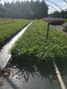 Liriope muscari 'Royal Purple' geen maat specificatie 0,55L/P9cm - afbeelding 4