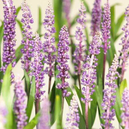 Liriope muscari 'Royal Purple' geen maat specificatie 0,55L/P9cm - afbeelding 2
