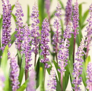 Liriope muscari 'Royal Purple' geen maat specificatie 0,55L/P9cm - afbeelding 2