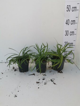 Liriope muscari 'Royal Purple' geen maat specificatie 0,55L/P9cm - afbeelding 5