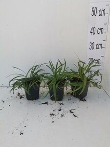 Liriope muscari 'Royal Purple' geen maat specificatie 0,55L/P9cm - afbeelding 5
