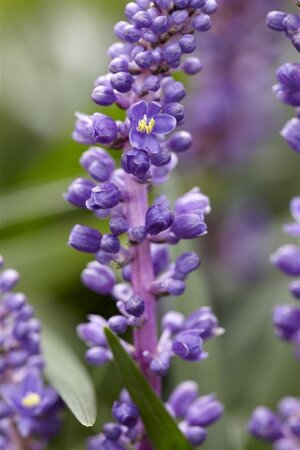 Liriope muscari 'Royal Purple' geen maat specificatie 0,55L/P9cm - afbeelding 3