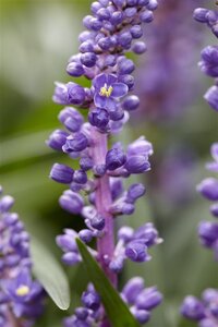 Liriope muscari 'Royal Purple' geen maat specificatie 0,55L/P9cm - afbeelding 3