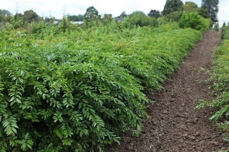 Ligustrum obt. Massif 30-40 cm cont. 3,0L - afbeelding 1