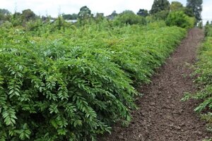 Ligustrum obt. Massif 30-40 cm cont. 3,0L