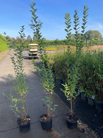 Ligustrum ovalifolium 100-125 cm cont. 5,0L - afbeelding 4