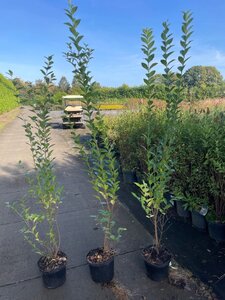 Ligustrum ovalifolium 100-125 cm cont. 5,0L - afbeelding 4