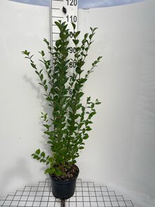 Ligustrum ovalifolium 100-125 cm cont. 5,0L - afbeelding 3
