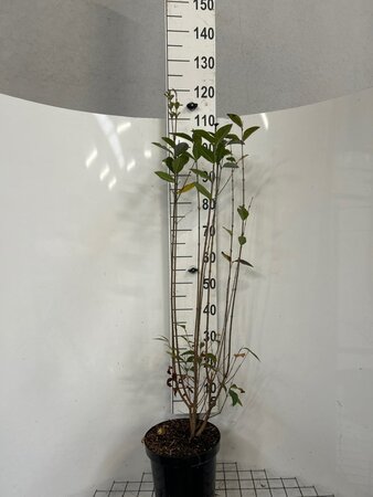 Ligustrum ovalifolium 100-125 cm cont. 7,5L - afbeelding 2
