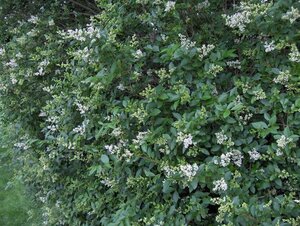 Ligustrum ovalifolium 125-150 cm met kluit