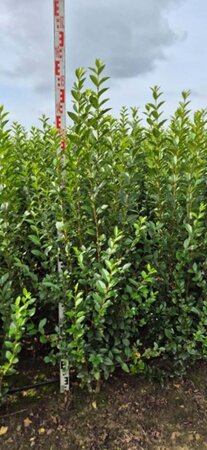 Ligustrum ovalifolium 125-150 cm met kluit - afbeelding 2