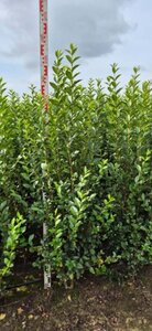 Ligustrum ovalifolium 125-150 cm met kluit - afbeelding 2