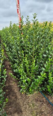 Ligustrum ovalifolium 125-150 cm met kluit - afbeelding 4
